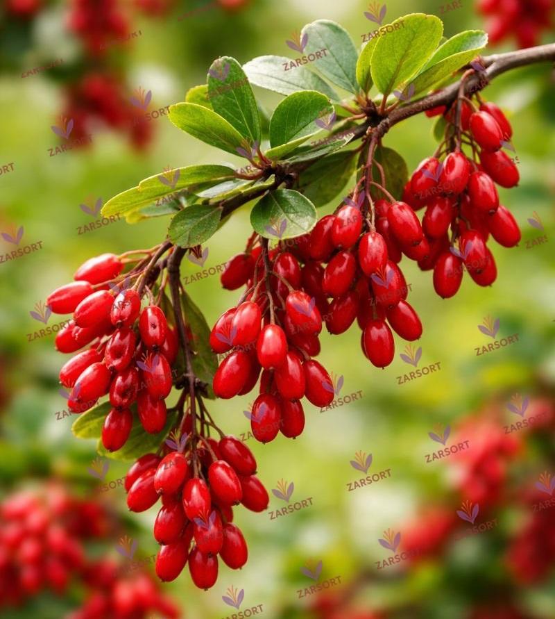 زرشک چیست؟ بررسی علمی خواص زرشک، ترکیبات و کاربردهای درمانی